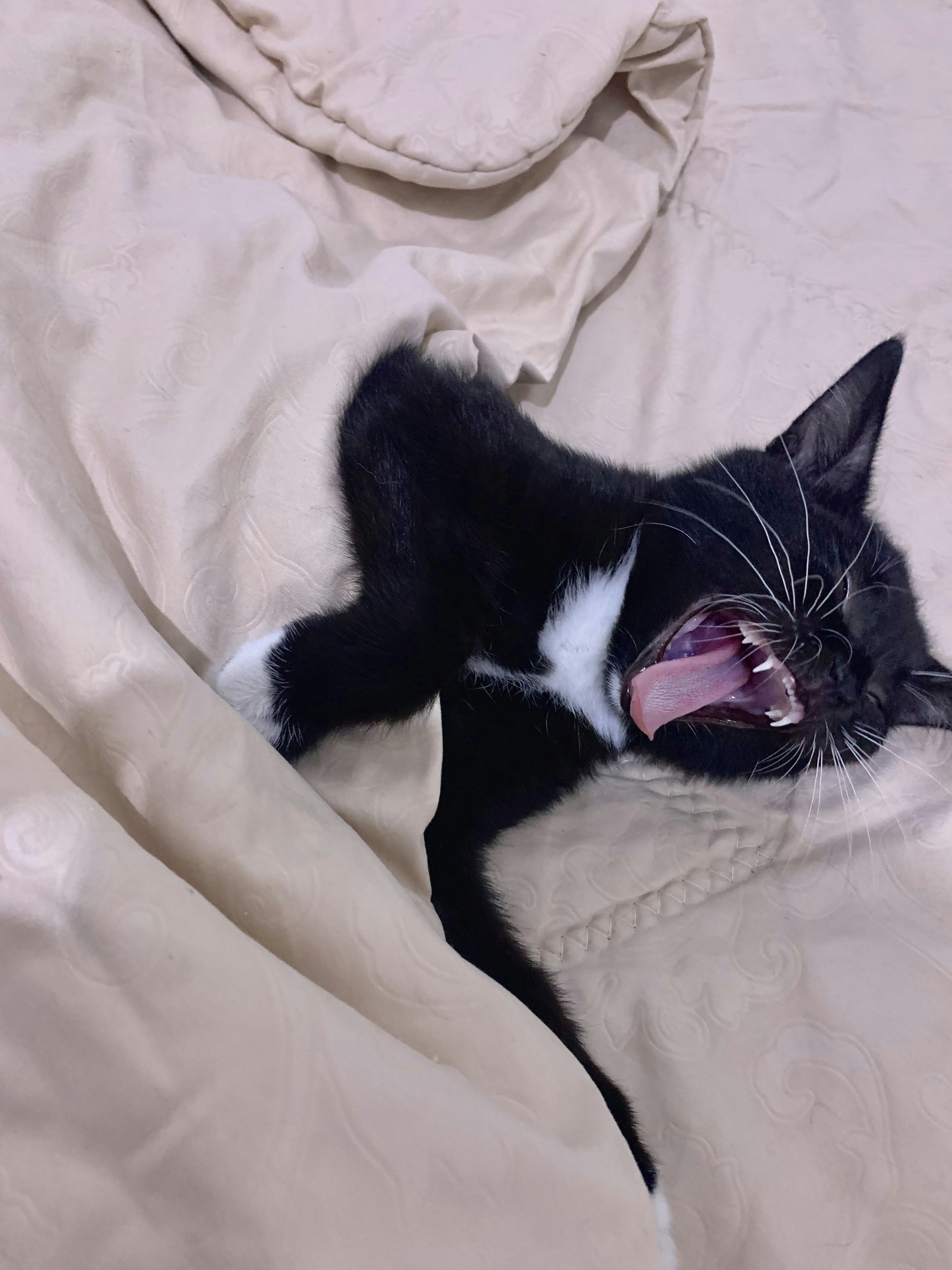 The Bedtime Routine: Creating a Sanctuary Together (image credits: unsplash)