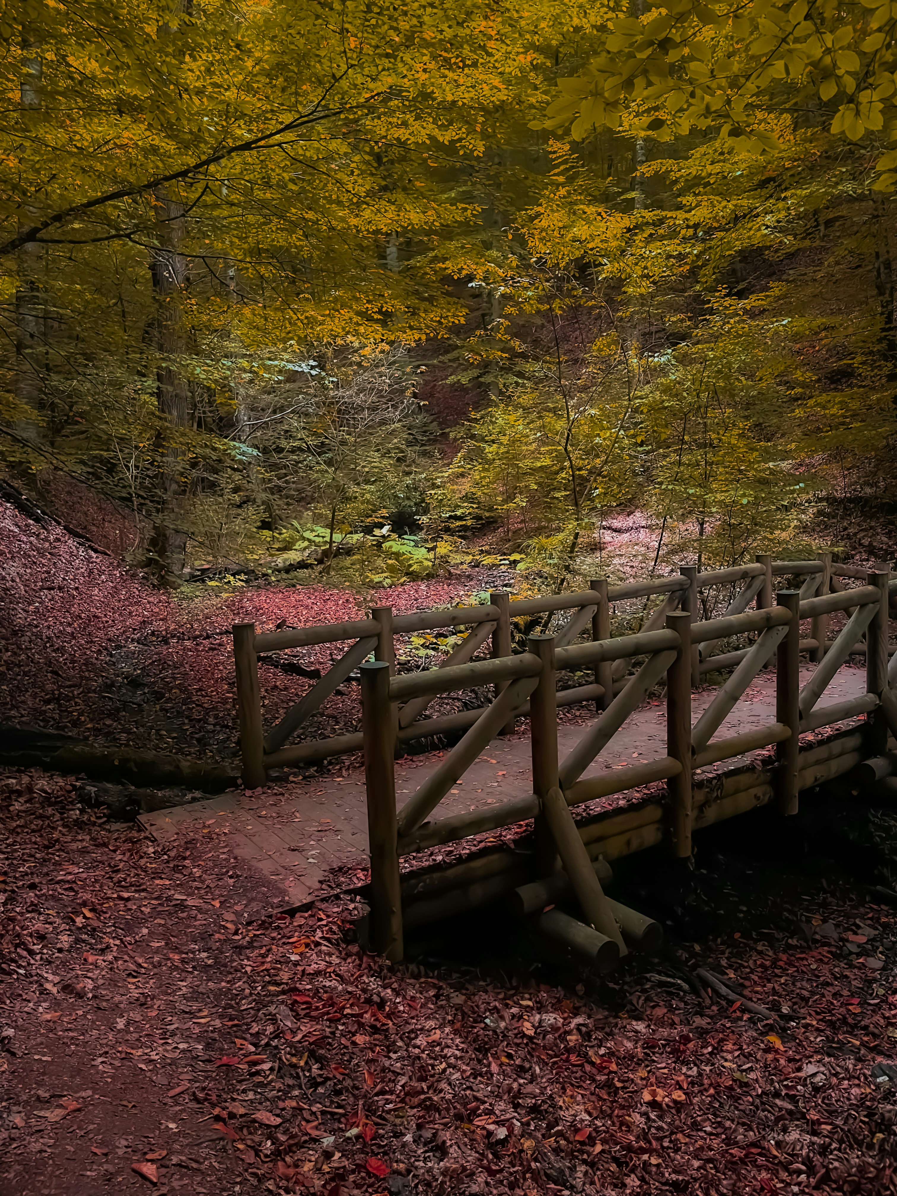 A wooden bridge in the middle of a forest photo – Free Green Image on ...