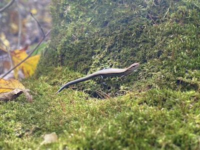 A small lizard rests on a lush, moss-covered surface, surrounded by natural foliage and scattered leaves. The environment suggests a tranquil forest floor with soft, filtered light creating shadows and highlights on the vivid green moss.