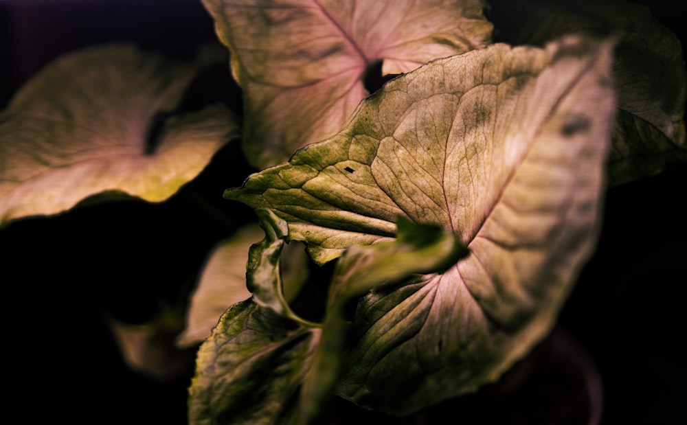 a close up of a leafy plant in a pot