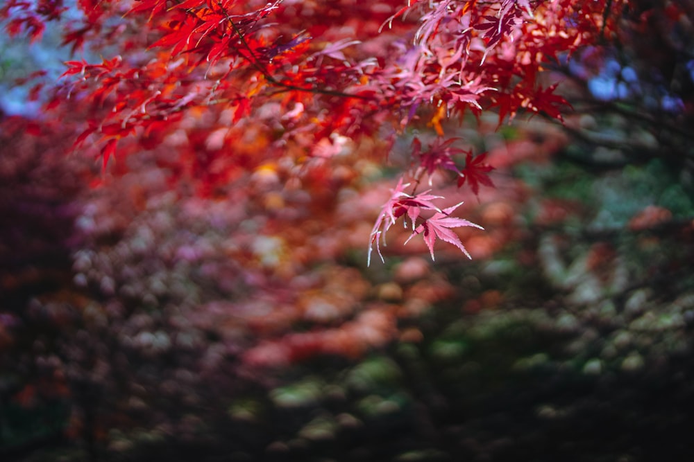 a tree with red leaves in the fall