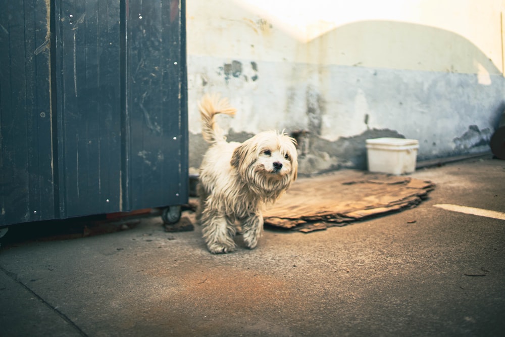 a small white dog standing in front of a door