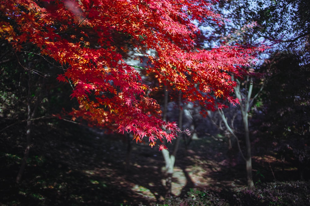 a red tree in the middle of a forest