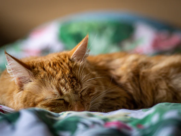 Los mejores areneros autolimpiables en México