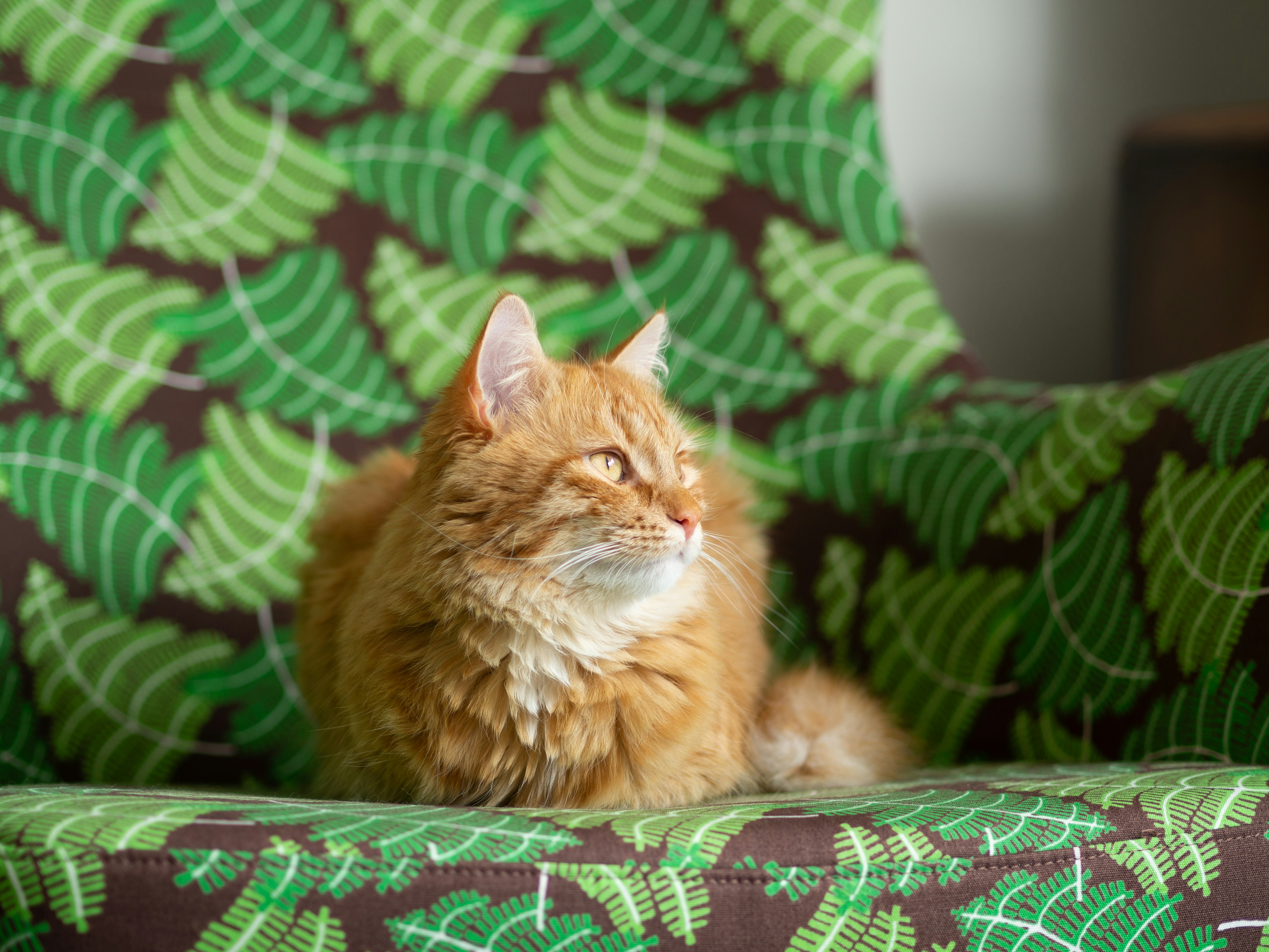 an orange cat sitting on a green and brown chair
