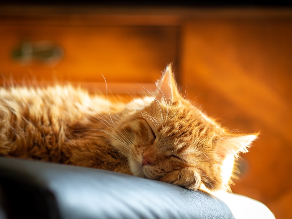 a close up of a cat sleeping on a chair