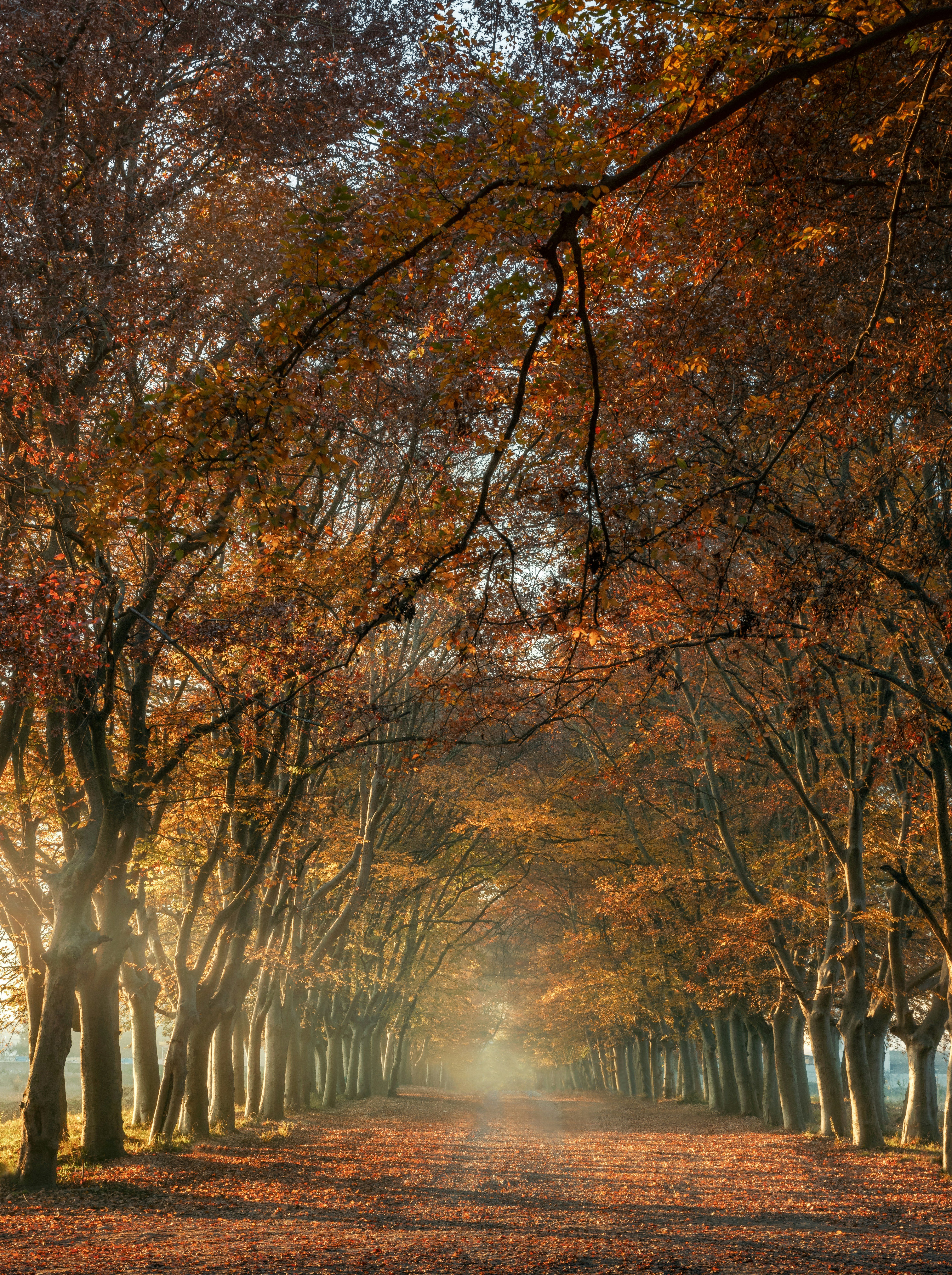 A dirt road surrounded by lots of trees photo – Free Fall Image on Unsplash