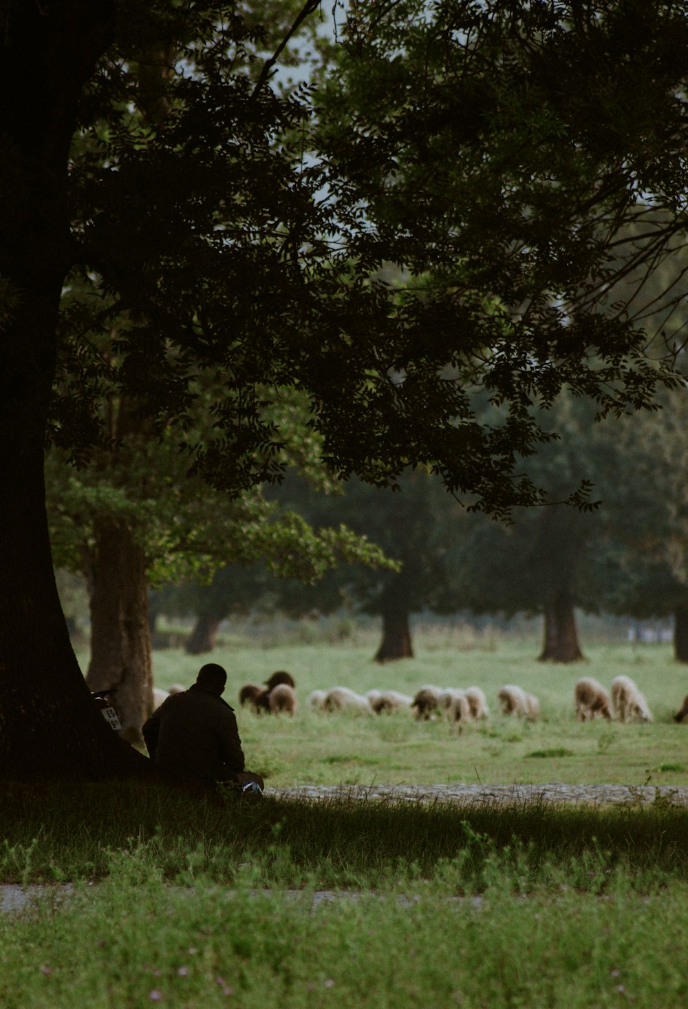 a man sitting under a tree with a herd of sheep in the background