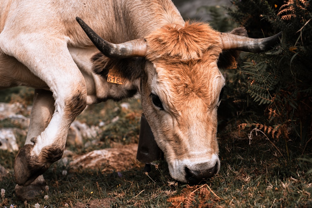 a close up of a cow grazing in a field