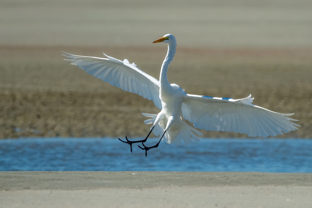 a large white bird flying over a body of water