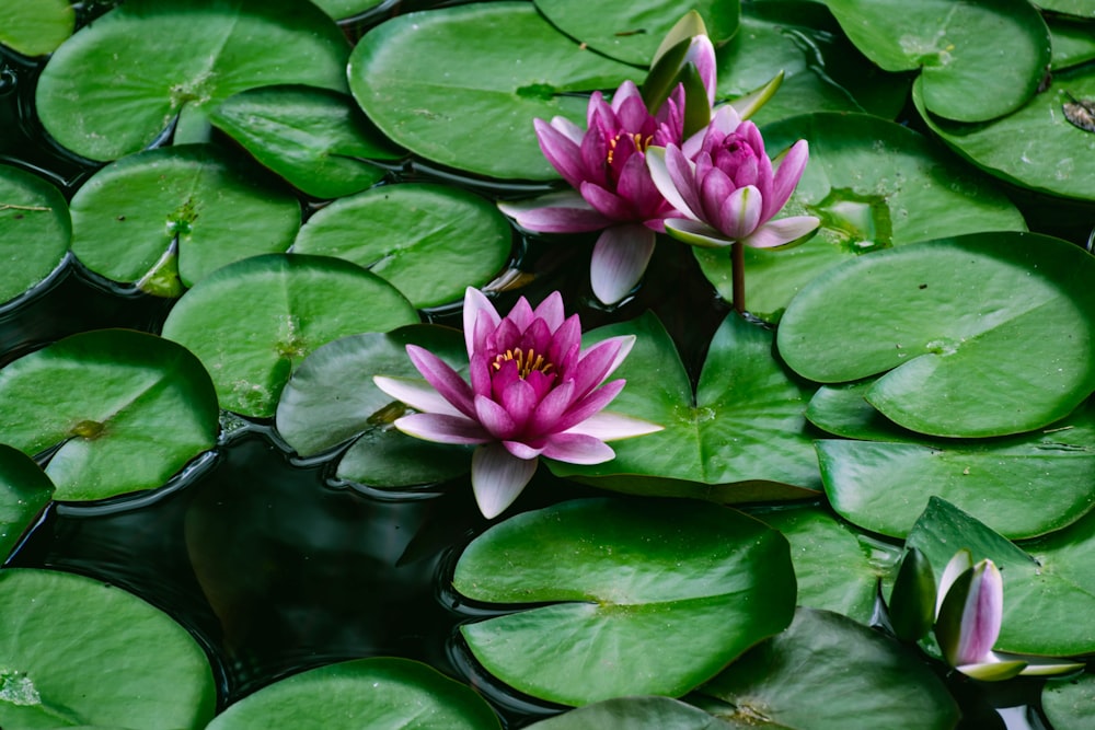 two pink water lilies floating on top of green leaves