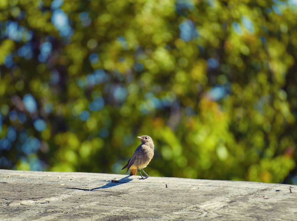 a small bird sitting on top of a wooden table