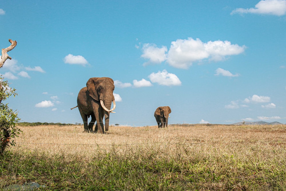 a couple of elephants walking across a dry grass field