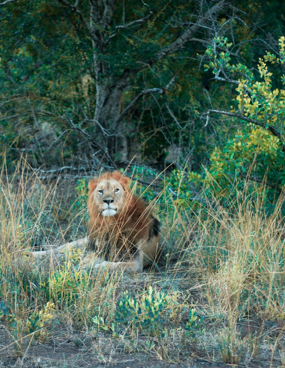 a lion laying in the grass in front of some trees