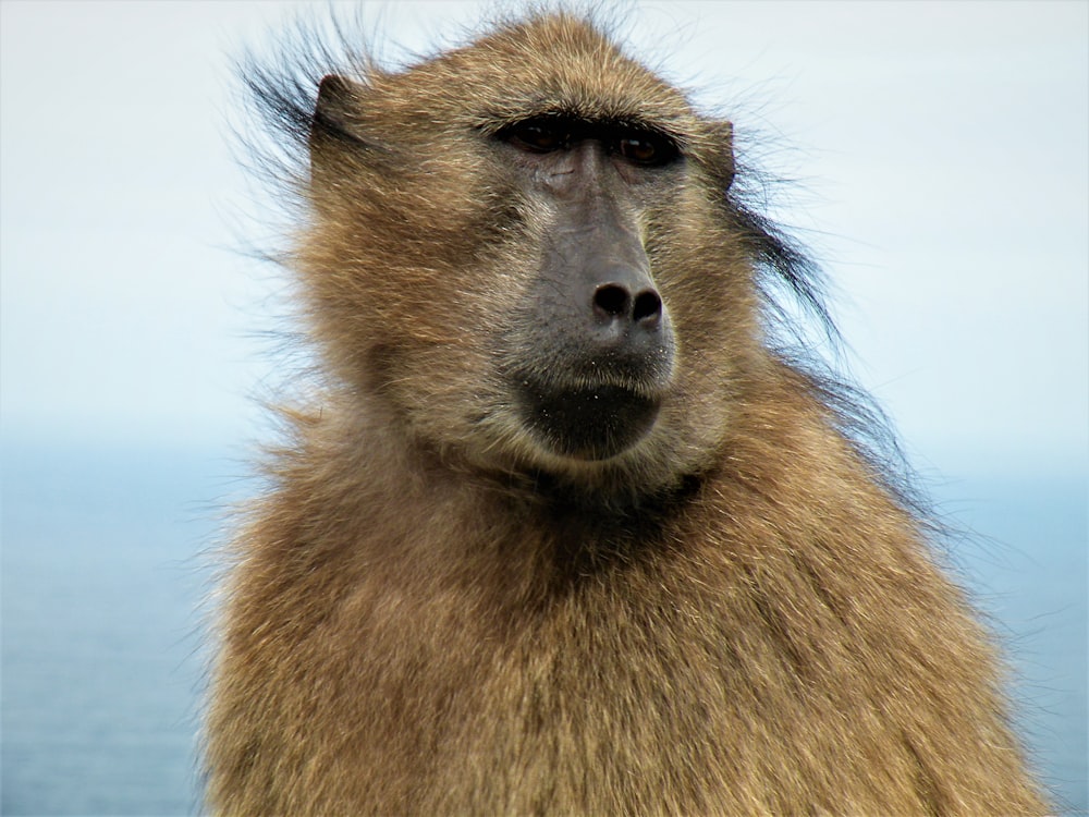 a close up of a baboon looking at the camera