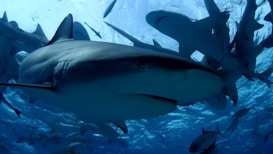 A group of sharks swims underwater, with one large shark prominently in the foreground. The scene is captured with a wide-angle lens, emphasizing the oceanic environment. The light filters from above, casting shadows and creating a serene yet intense atmosphere.