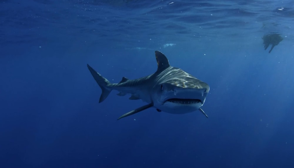 a great white shark swimming in the ocean