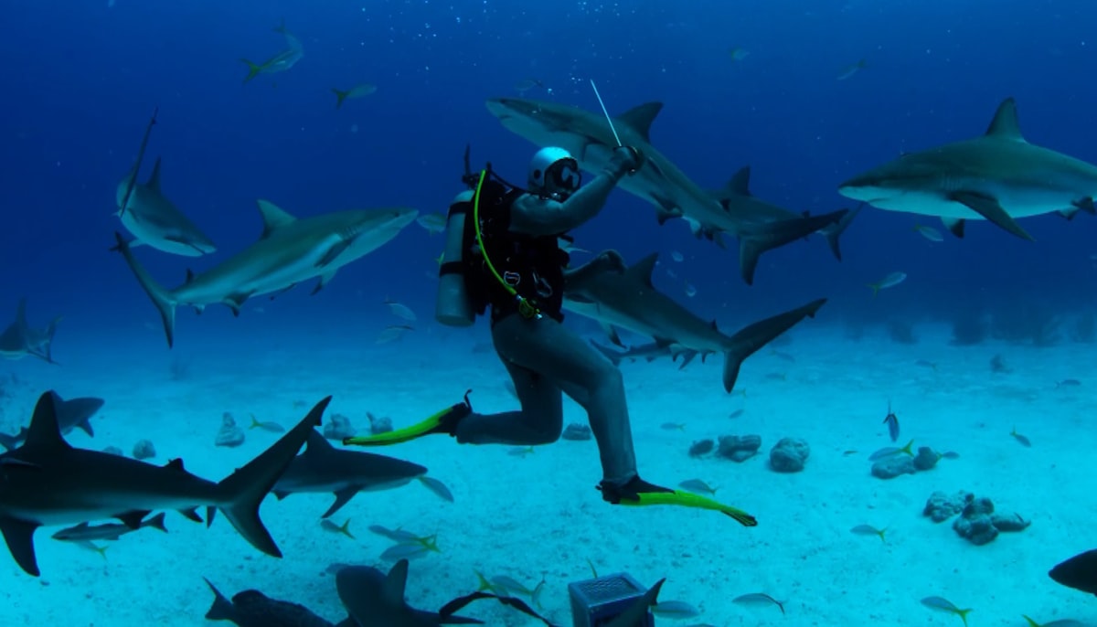 A scuba diver swimming calmly among several sharks in deep blue water