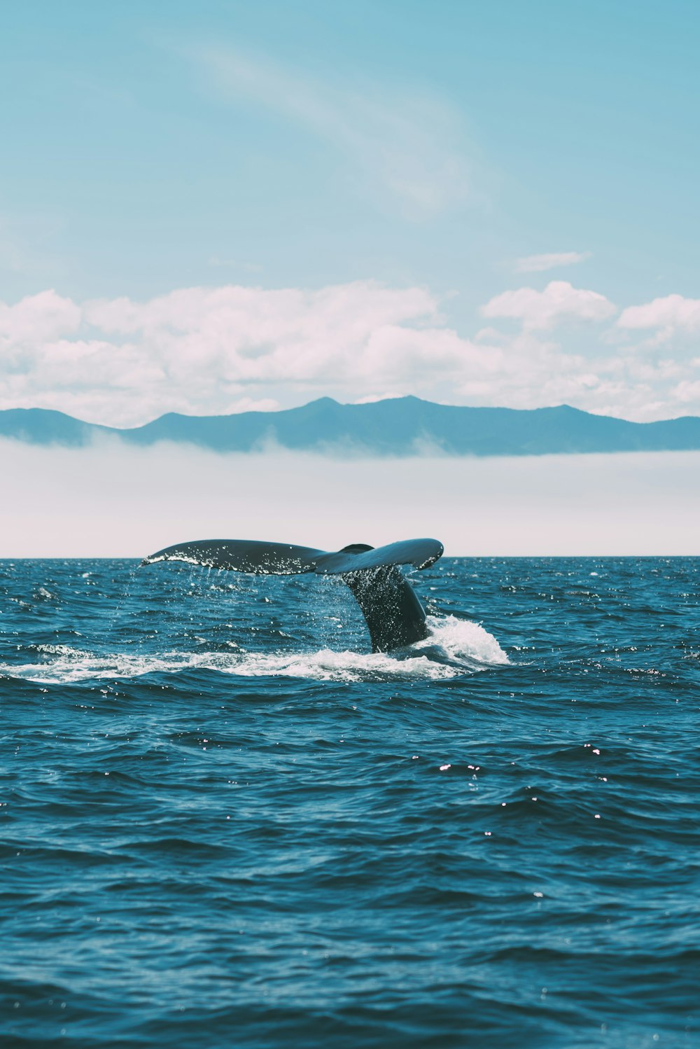 a whale tail flups out of the water