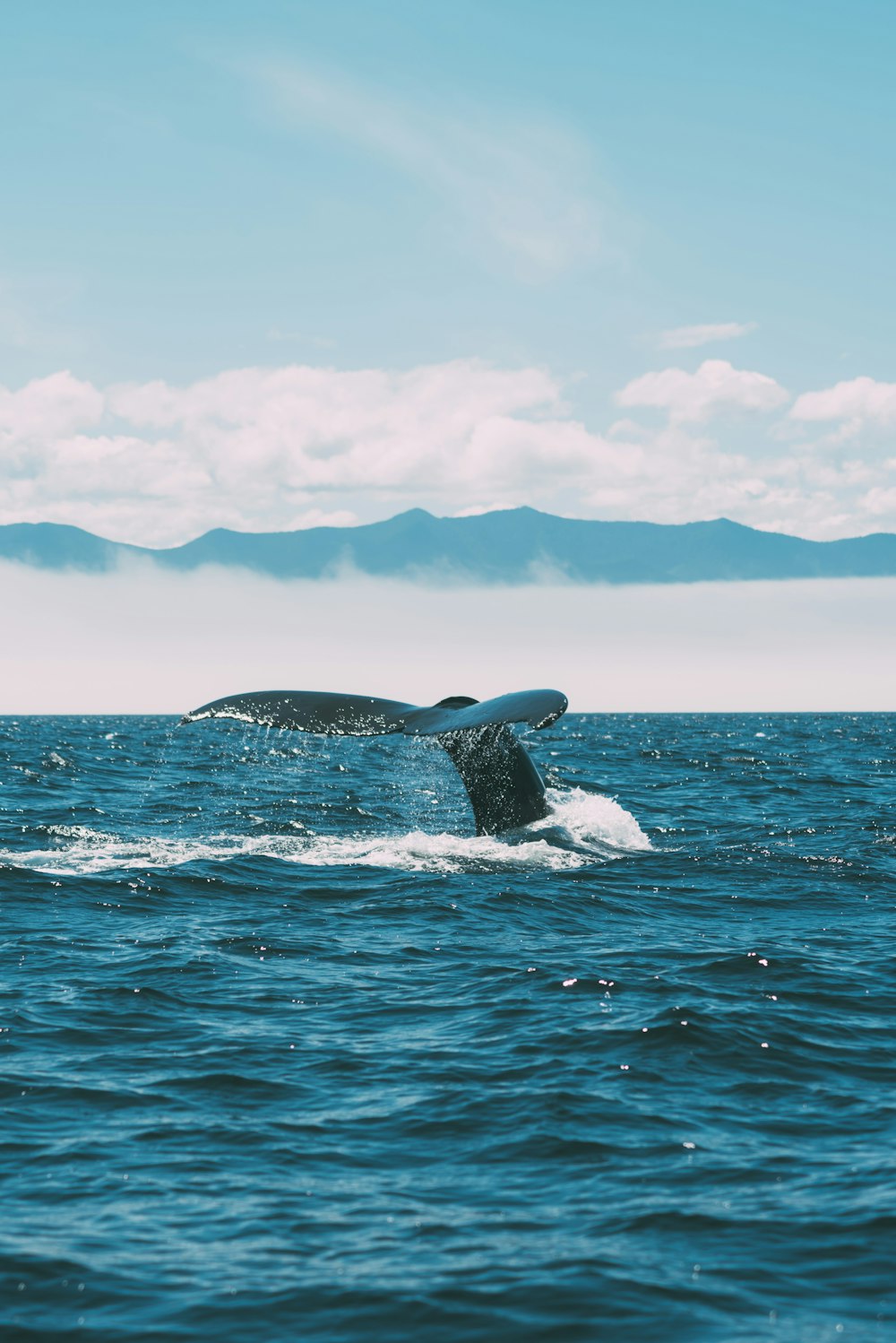 uma cauda de baleia flui para fora da água