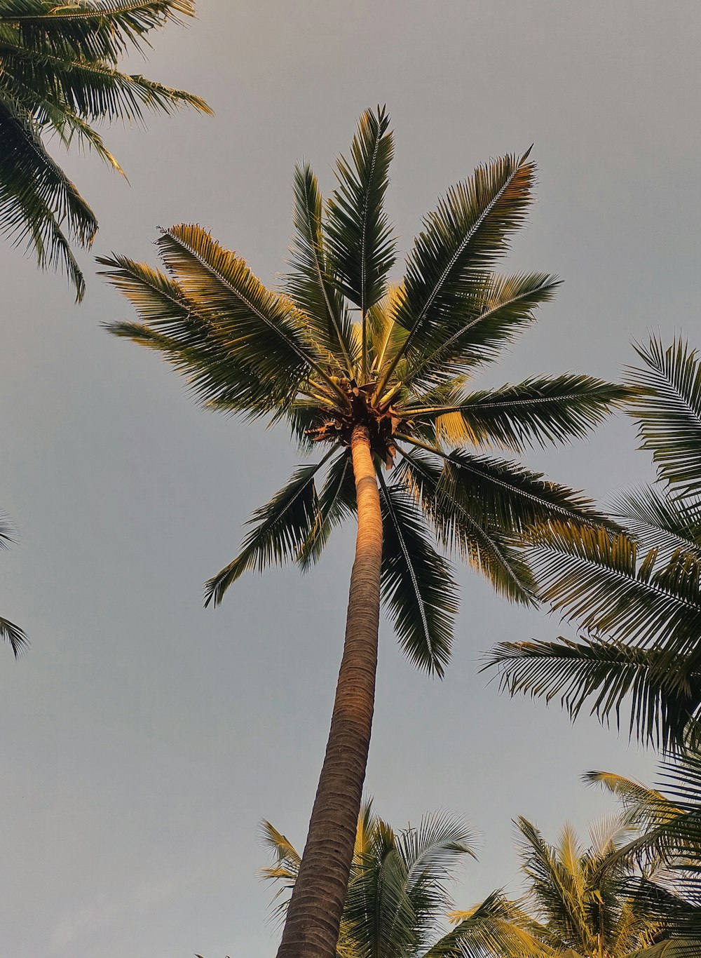 a tall palm tree with a blue sky in the background