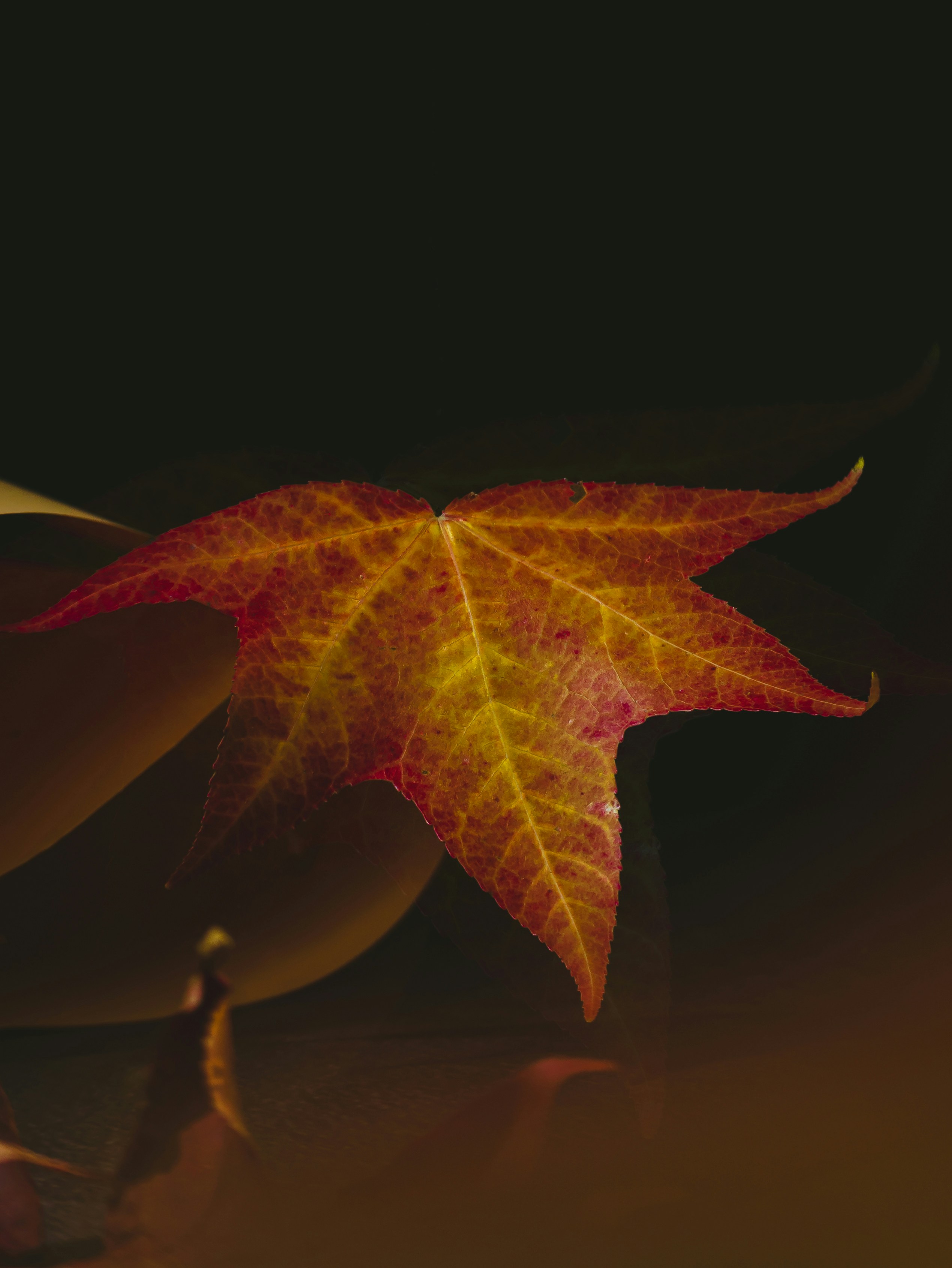 Photo by sentidoshumanos