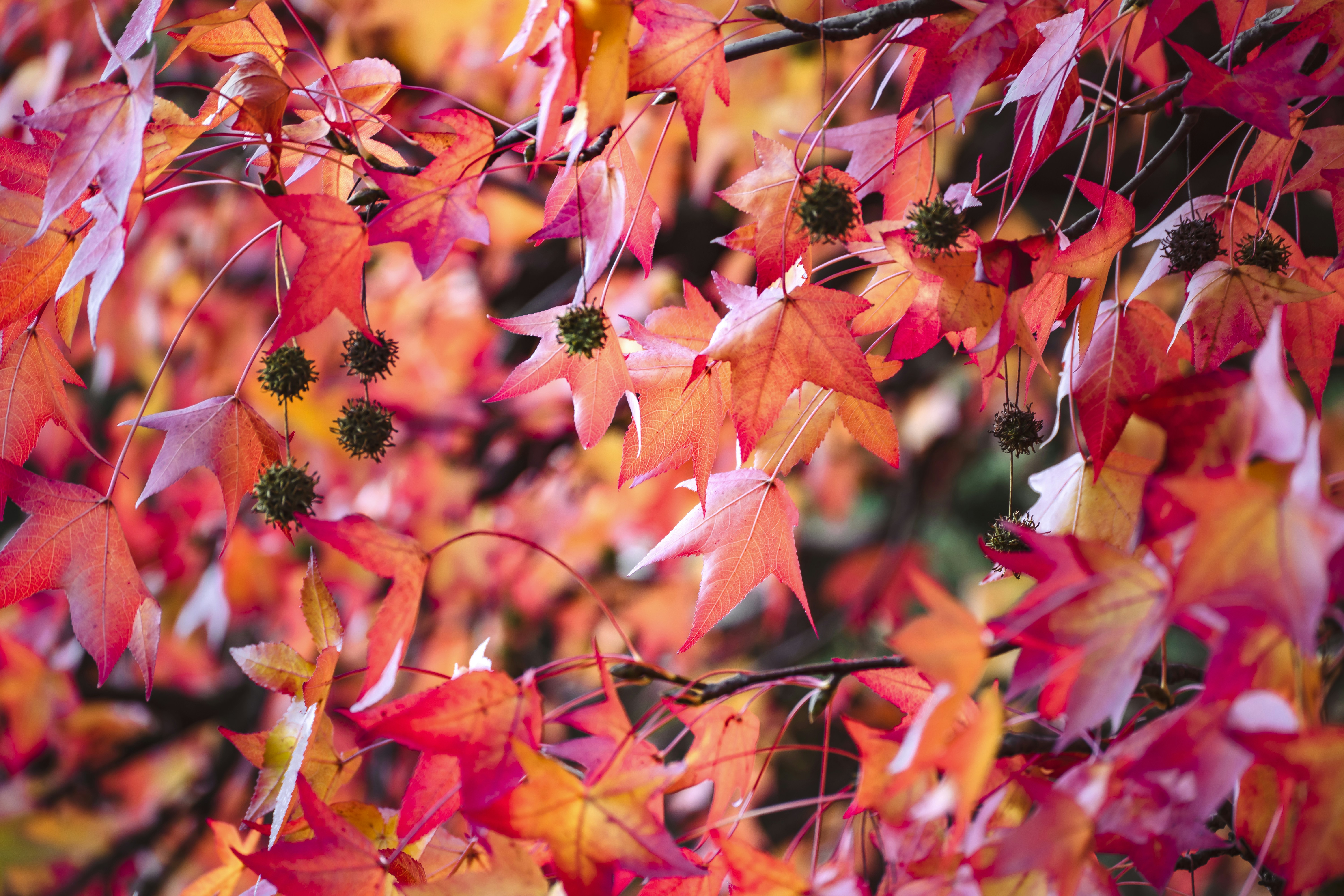 Photo by sentidoshumanos