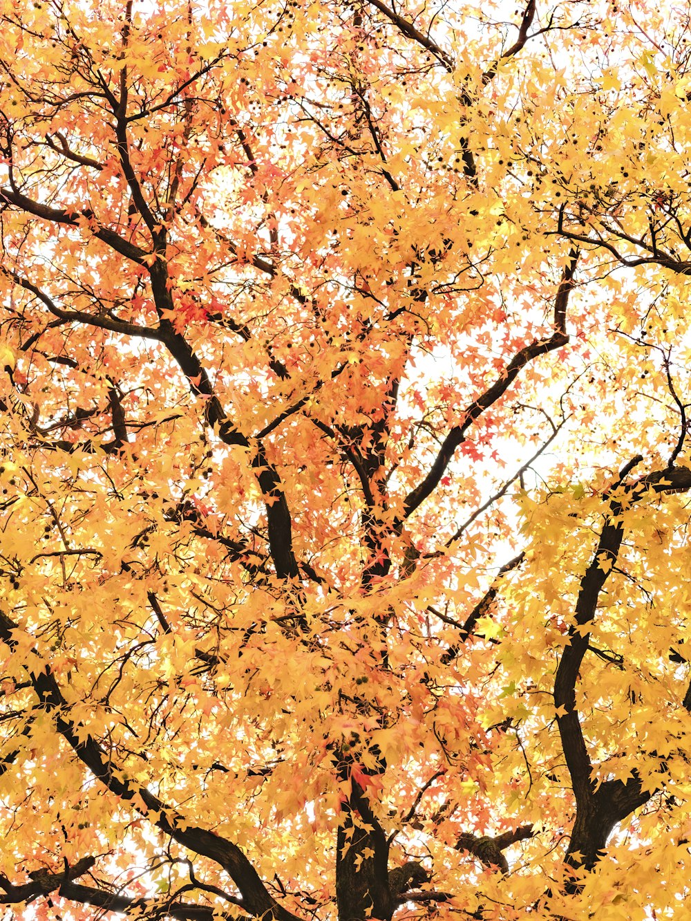 a large tree with lots of yellow leaves