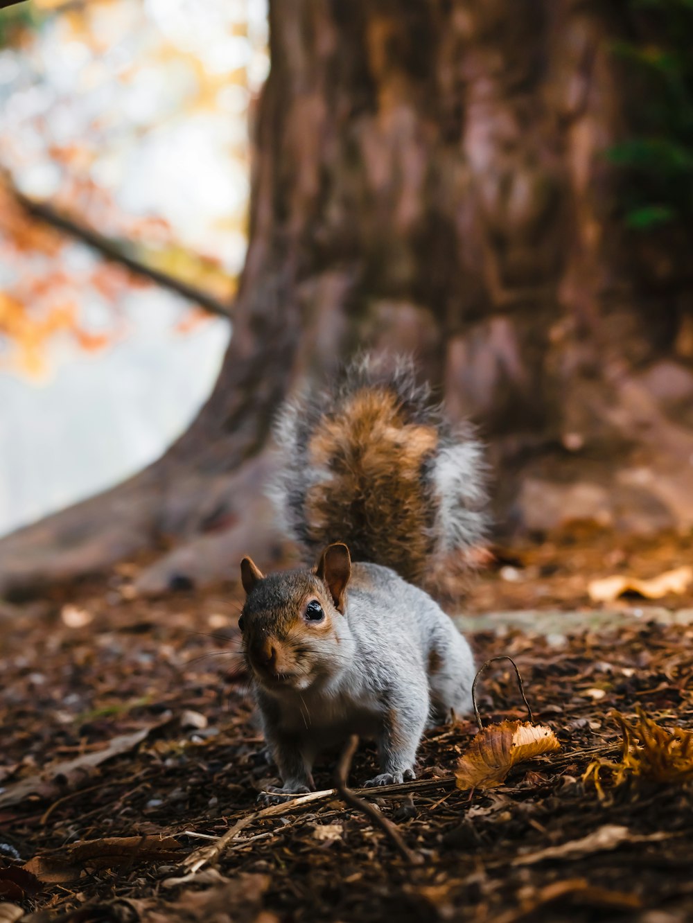 a squirrel on a wood surface