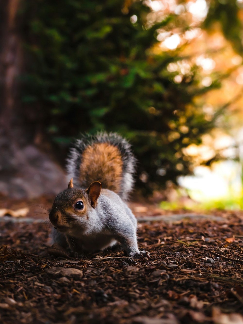 a squirrel standing on top of a pile of mulch