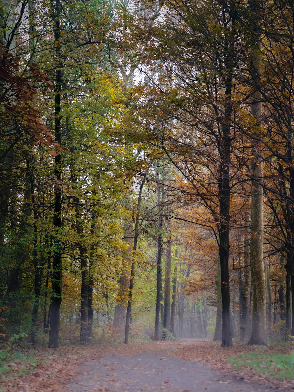 a tree in a forest