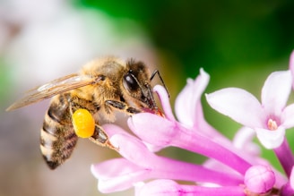 a close up of a bee on a flower
