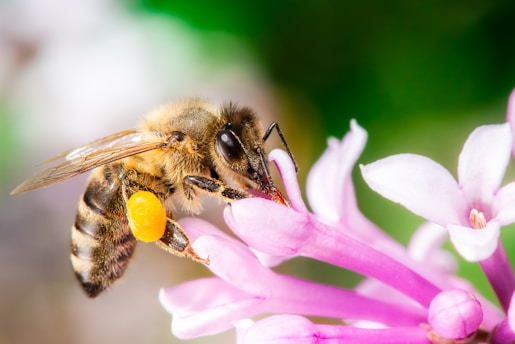 a close up of a bee on a flower
