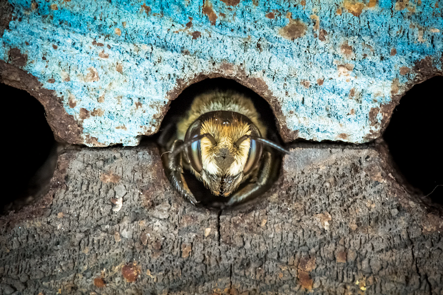 Macro of a fuzzy pale-faced bee peering head first out of a round nesting hole in weathered wood
