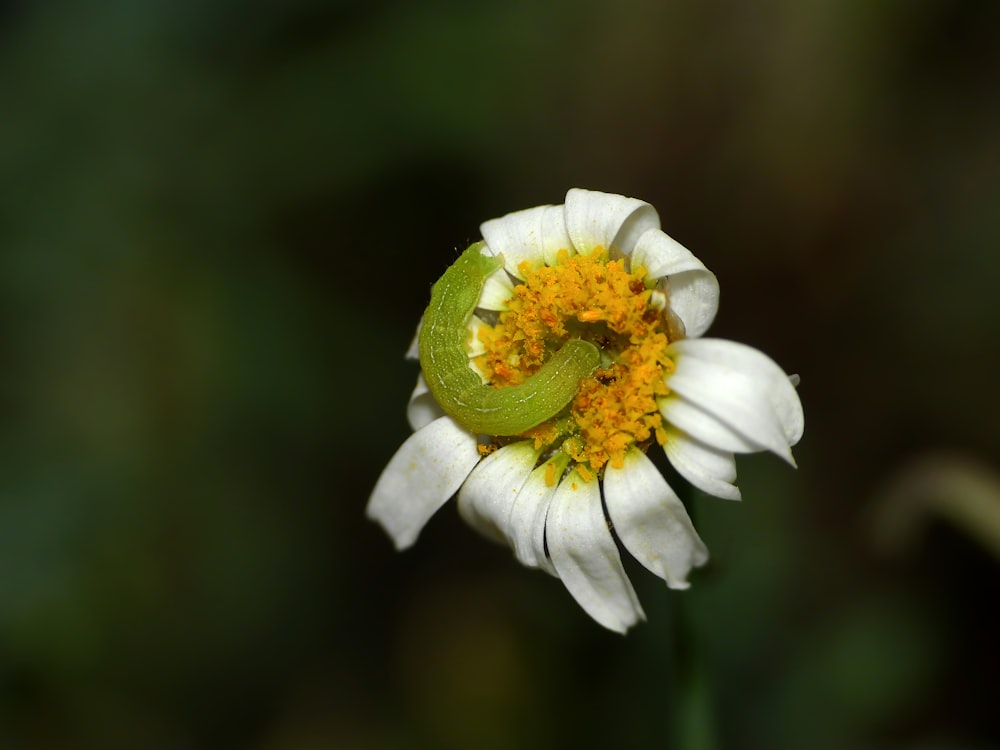 a close up of a flower with a bug on it