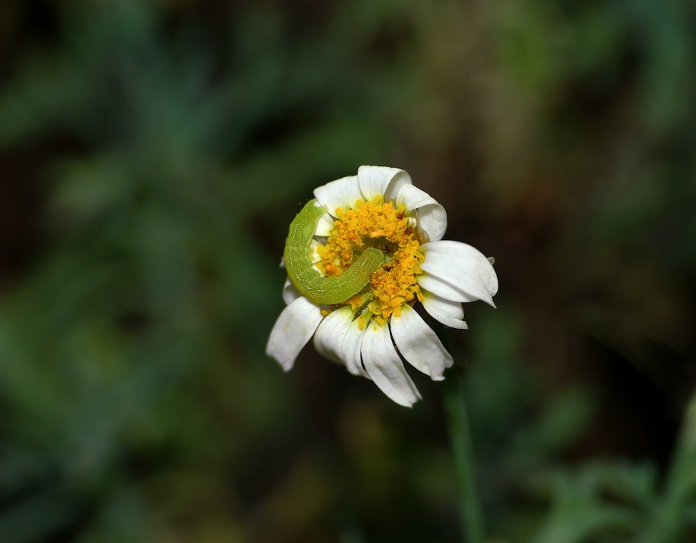 a white and yellow flower with a green center