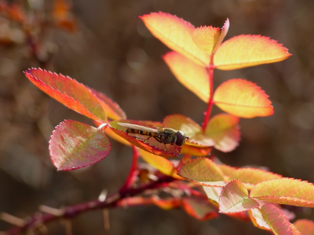 a bug sitting on top of a leaf covered tree