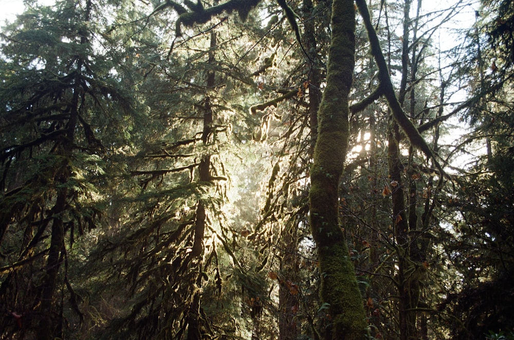 the sun shines through the trees in the forest