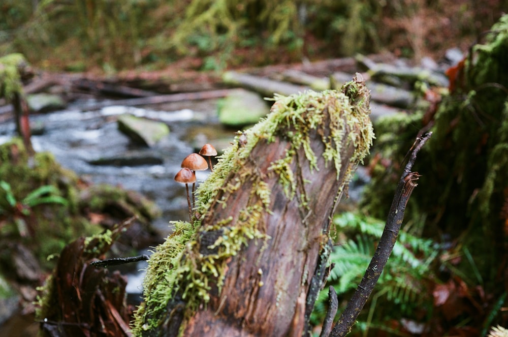 a group of mushrooms sitting on top of a tree stump