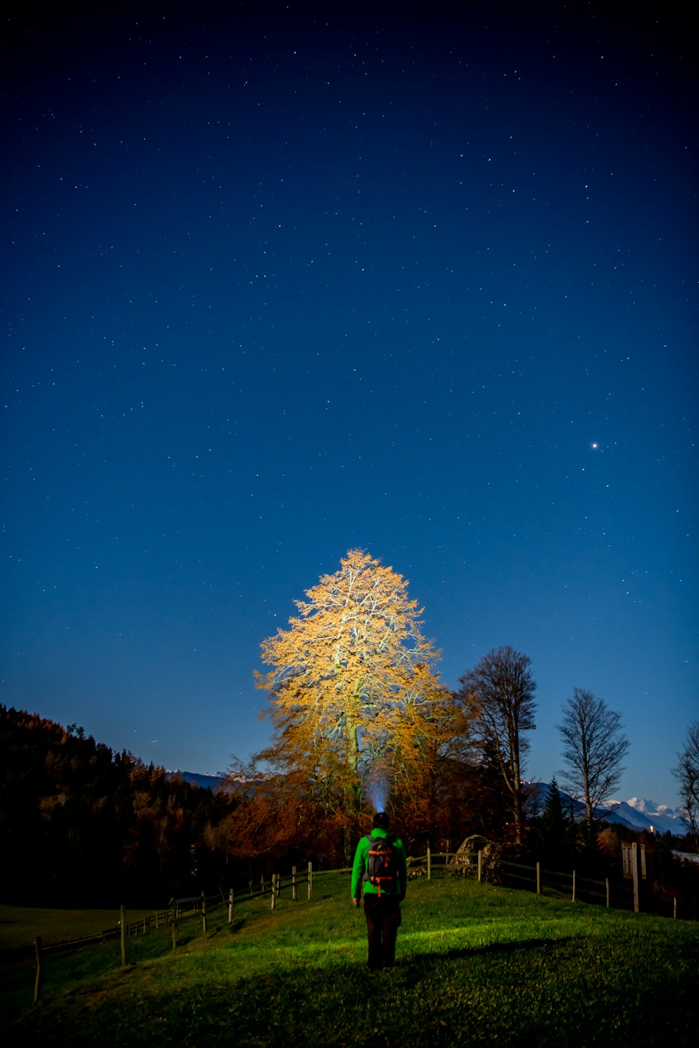 a person standing in a field under a tree