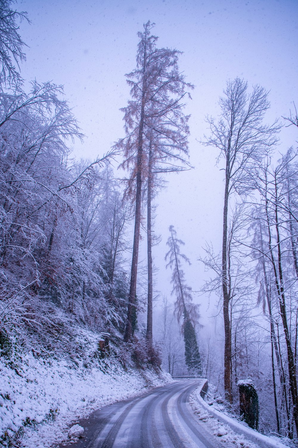 a snow covered road in the middle of a forest