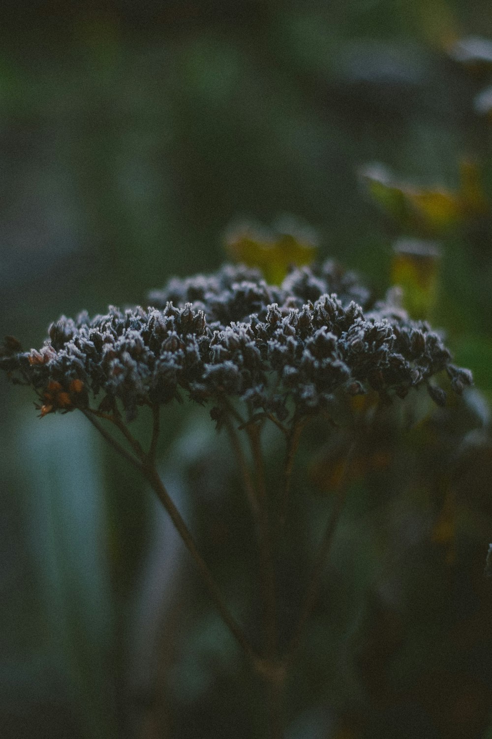 a close up of a flower