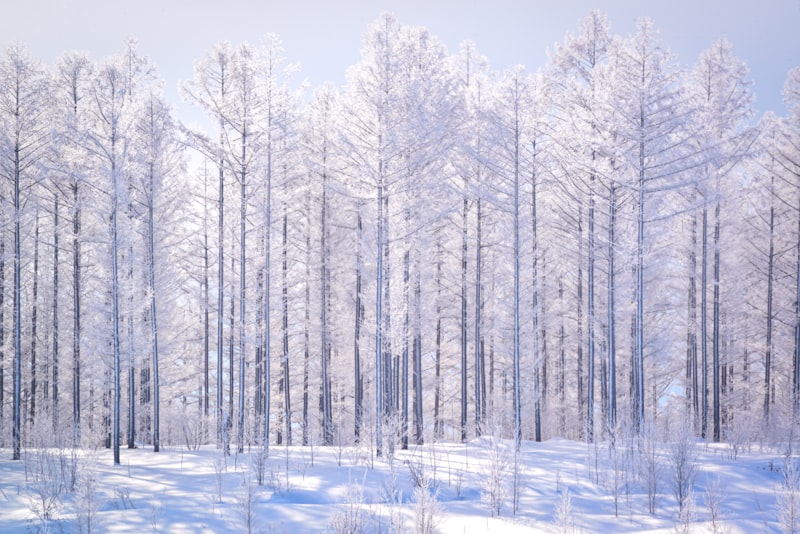 Winter Woodland Dreamscape