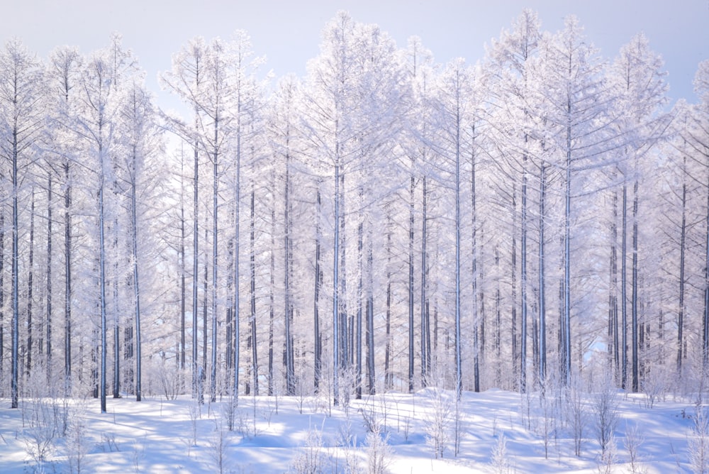 a snow covered forest filled with lots of trees