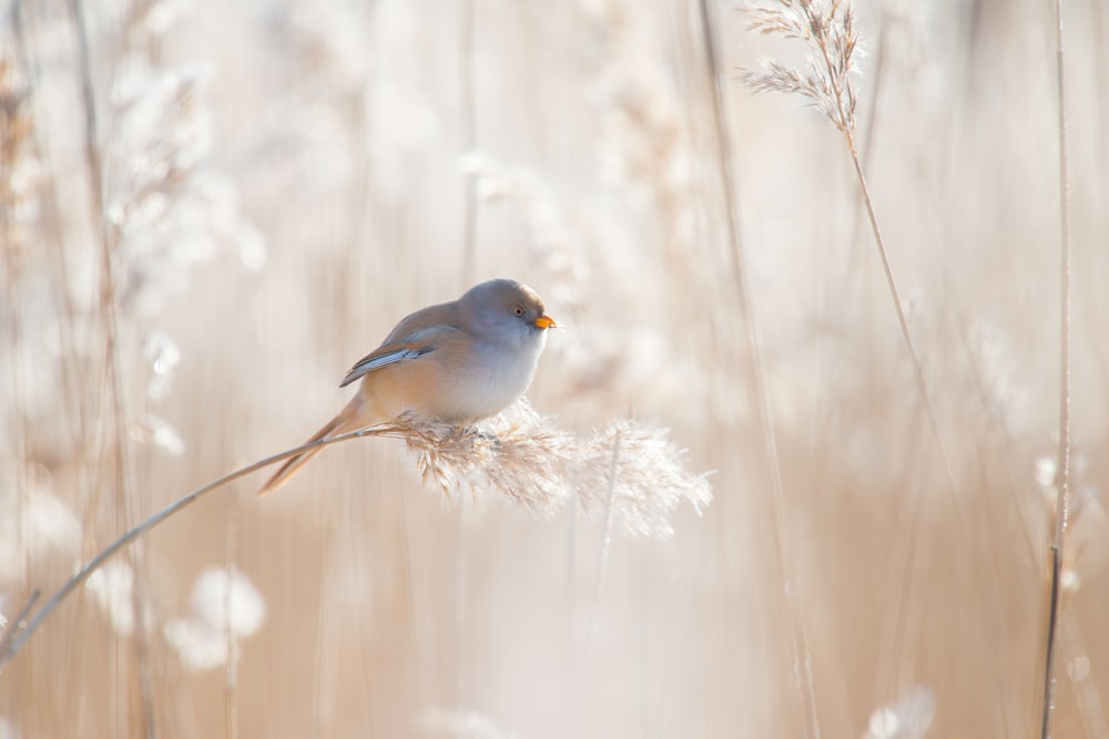 a small bird sitting on top of a dry grass