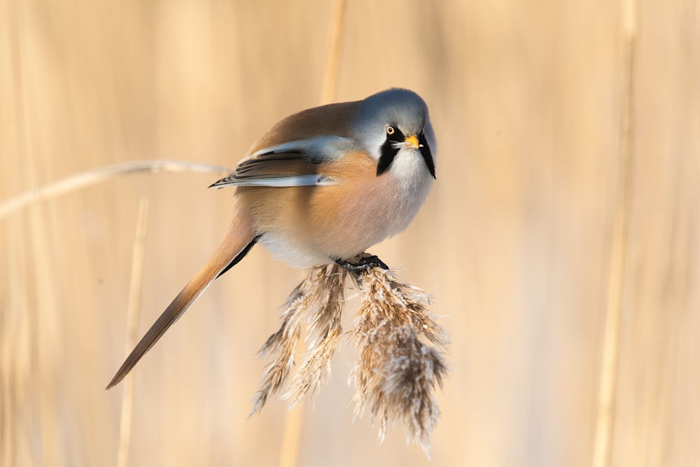 um pequeno pássaro empoleirado em cima de uma planta de grama seca