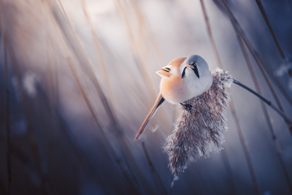 a small bird sitting on top of a dry grass