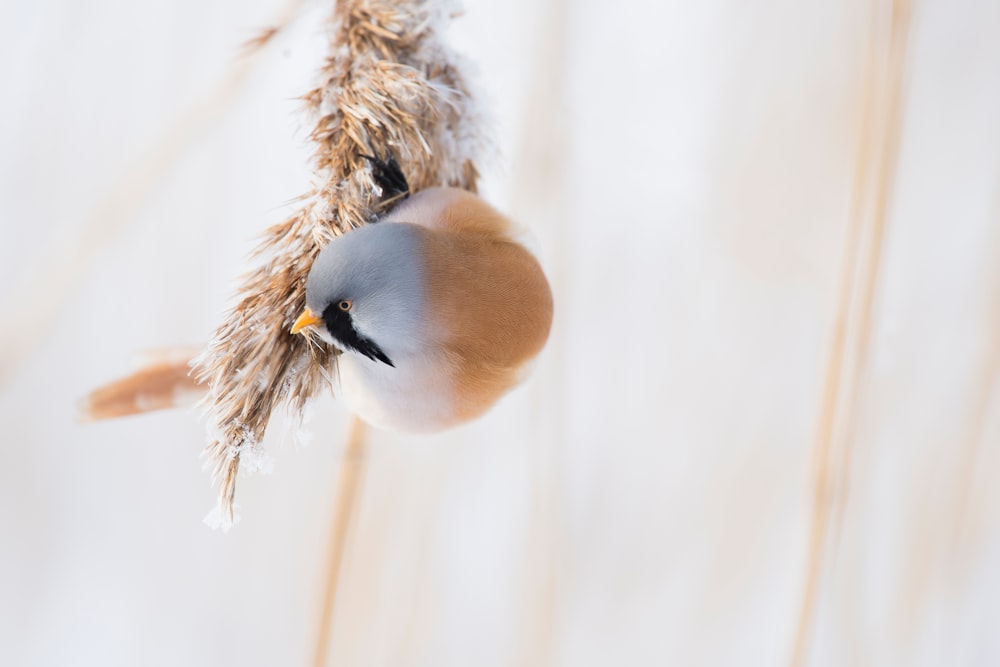 a close up of a bird