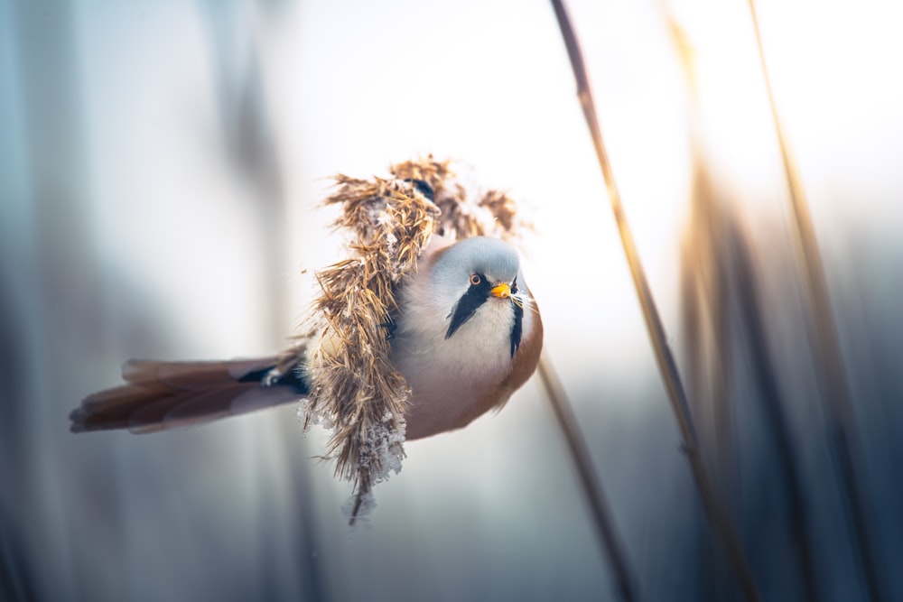 a small bird perched on top of a dry plant