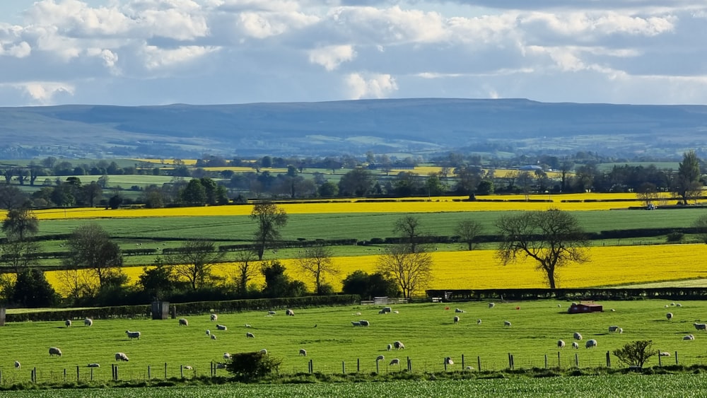 a green field with sheep grazing in it